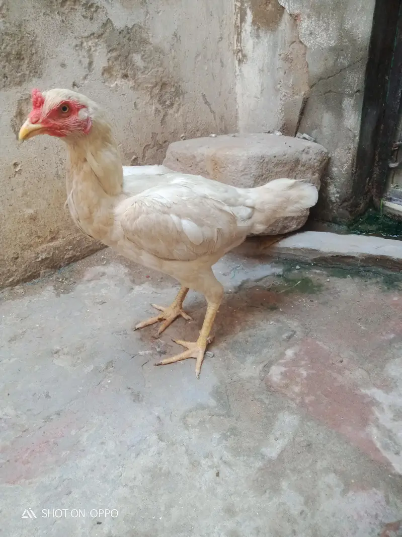 Aseel Heera 03170377493 — photo 4