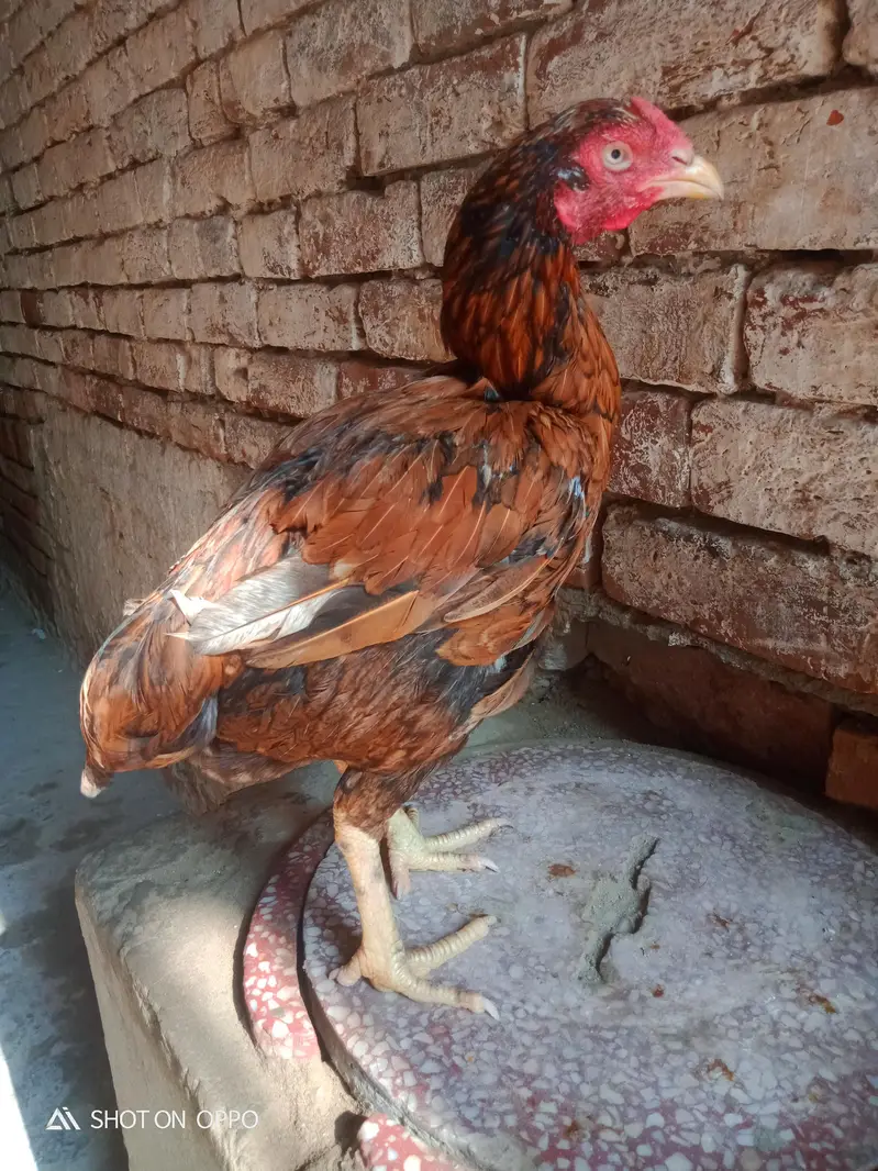 Aseel Heera 03170377493 — photo 5