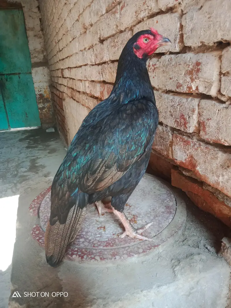 Aseel Heera 03170377493 — photo 6