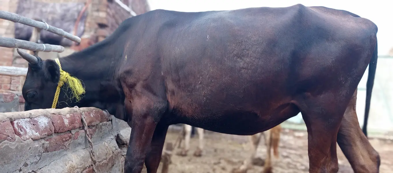 cow, wachi, animal, — photo 3