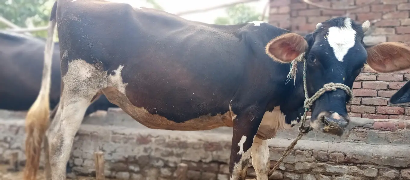 cow, wachi, animal, — photo 4