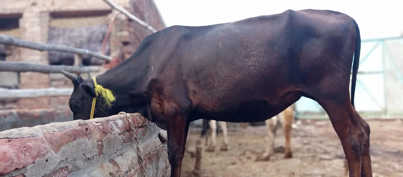 cow, wachi, animal, — photo 5