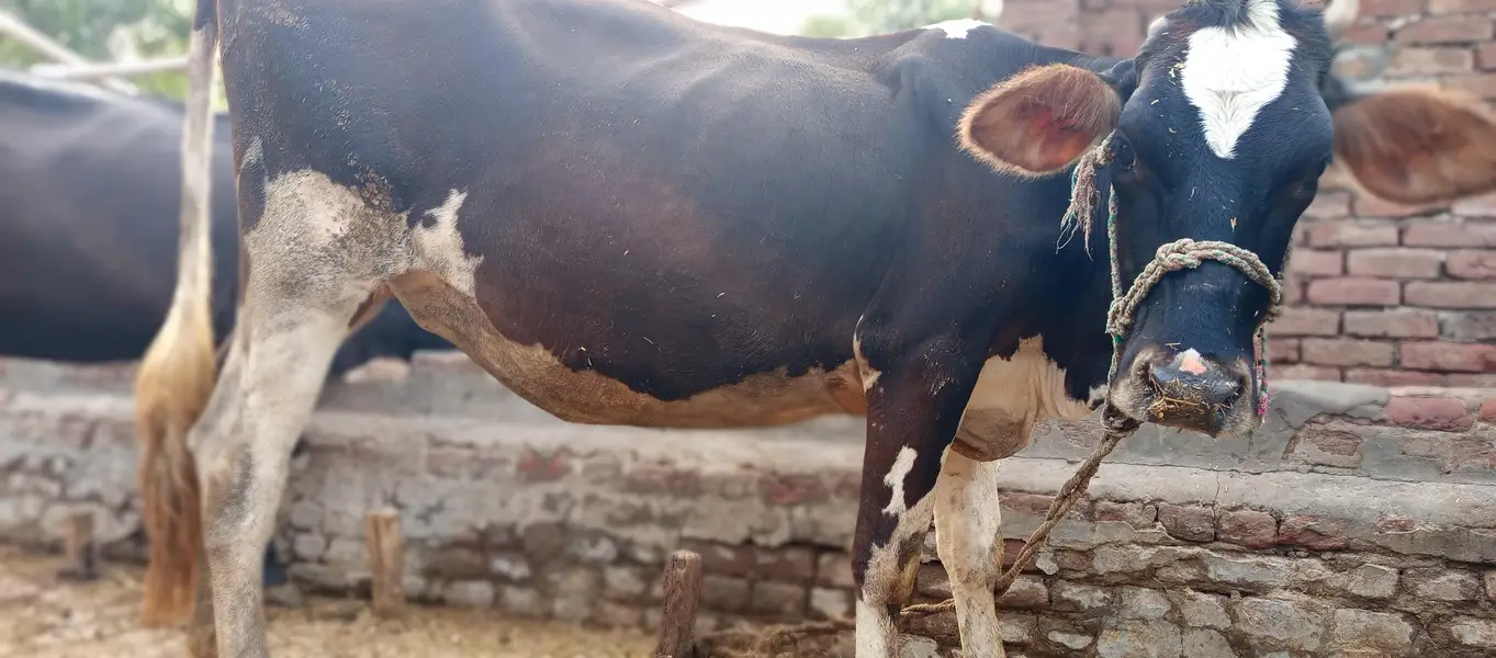 cow, wachi, animal, — photo 6