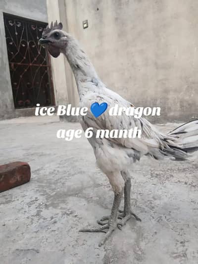paper white dragon and ice blue dragon