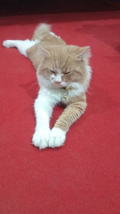 Very good and taimed cat