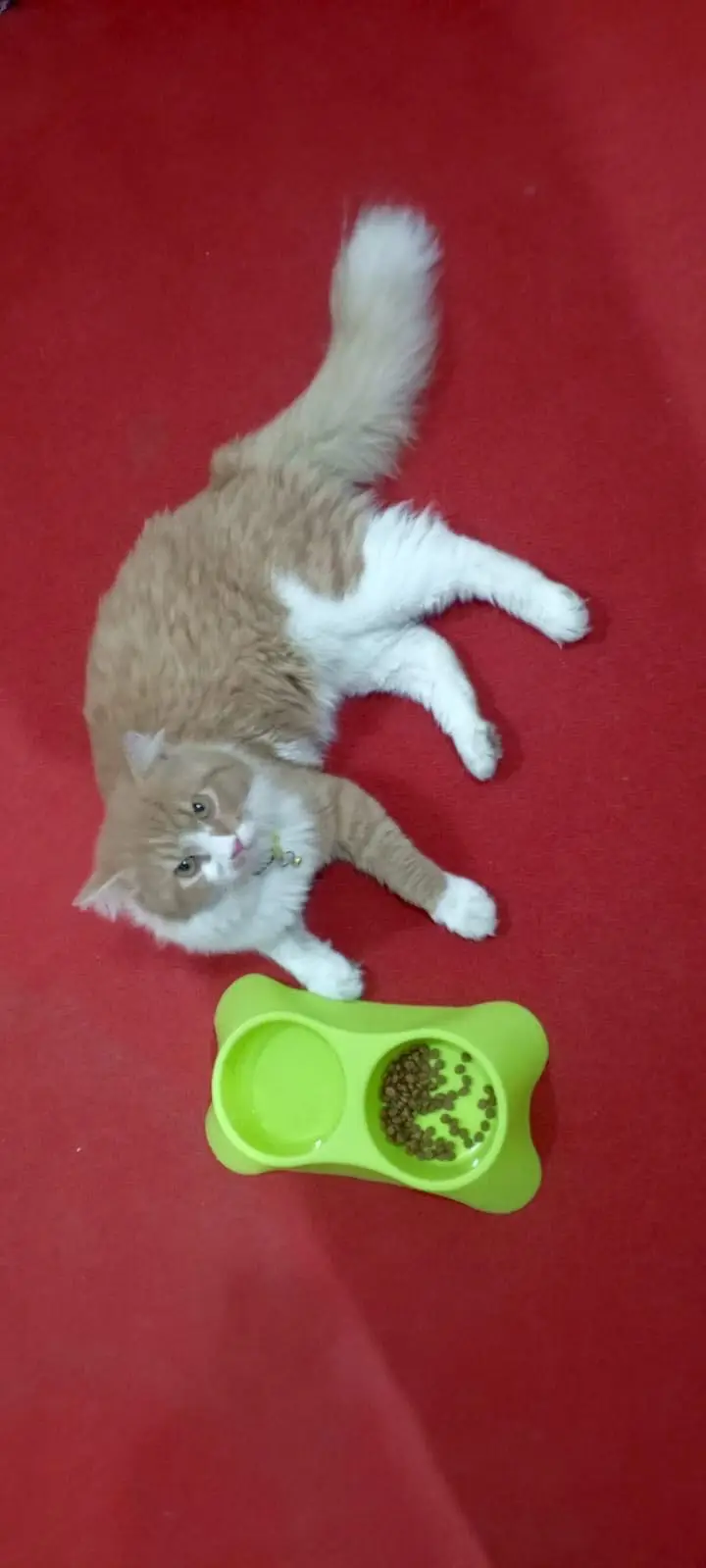 Very good and taimed cat — photo 2