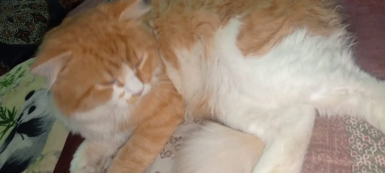 Very good and taimed cat — photo 3