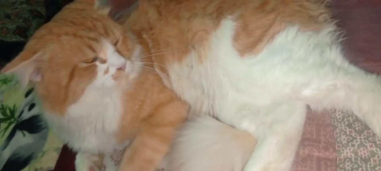 Very good and taimed cat — photo 4