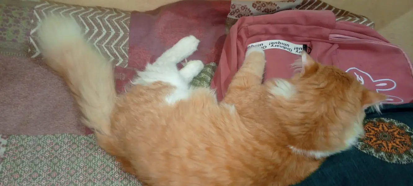 Very good and taimed cat — photo 5