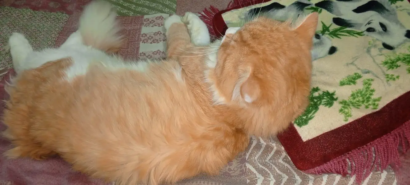 Very good and taimed cat — photo 6