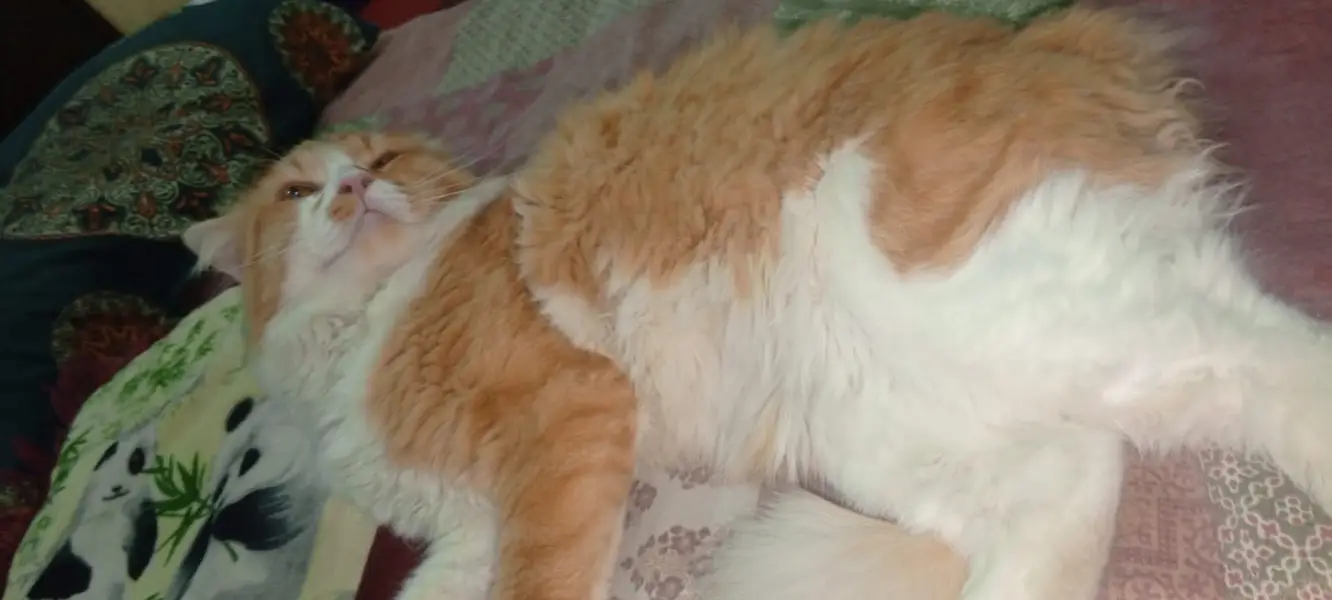 Very good and taimed cat — photo 7