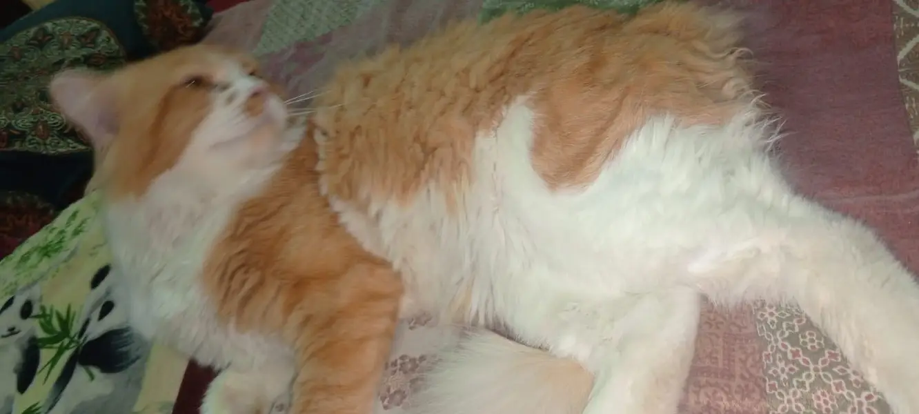 Very good and taimed cat — photo 8