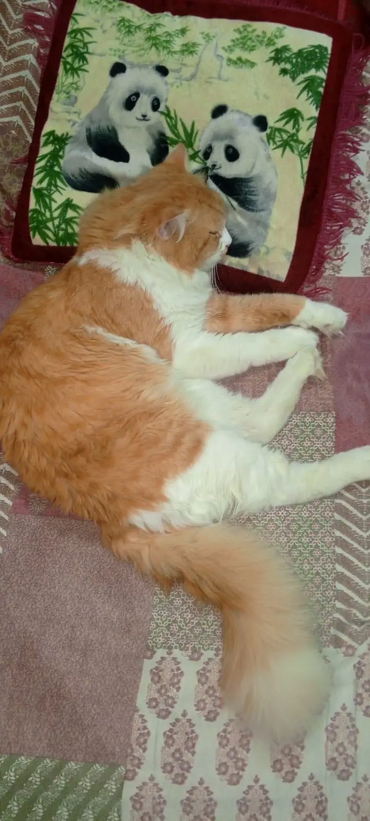 Very good and taimed cat — photo 9