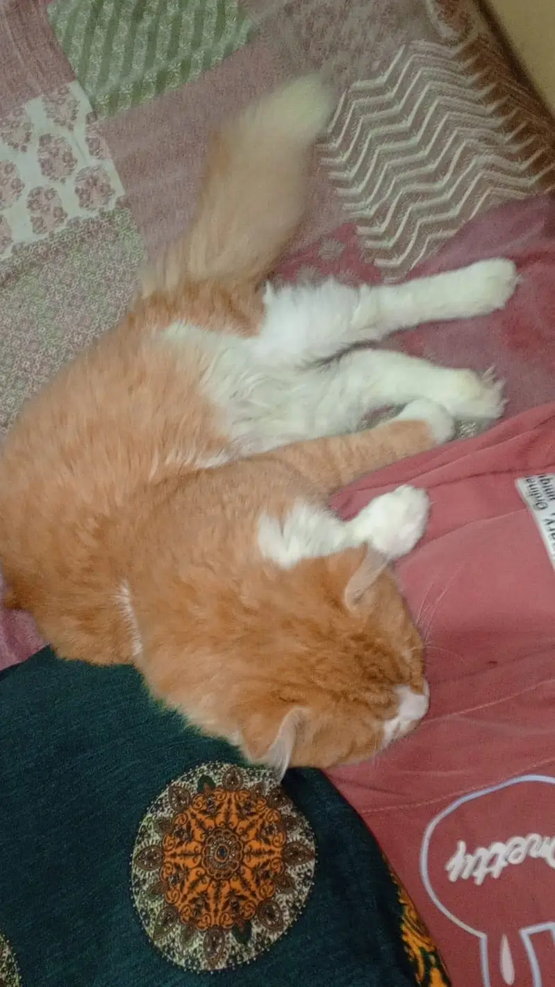 Very good and taimed cat — photo 10