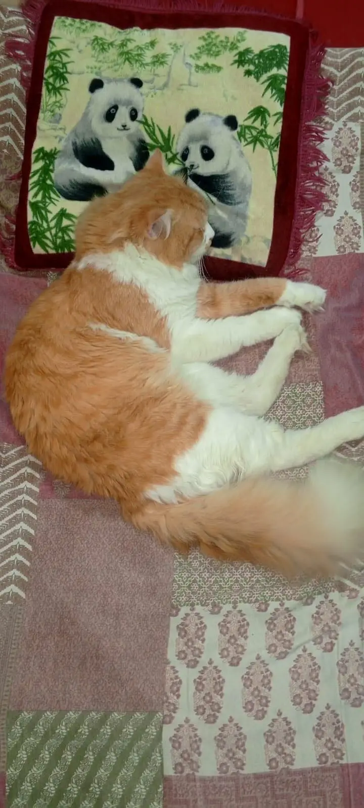 Very good and taimed cat — photo 11