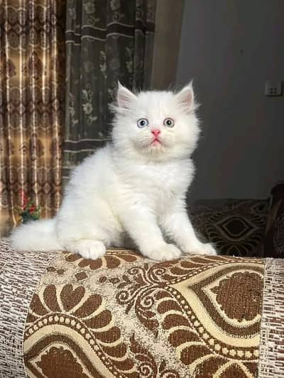Cats | Persian | kittens |  Blue Eyes | O348O163O63 щatsap^⁠_⁠^