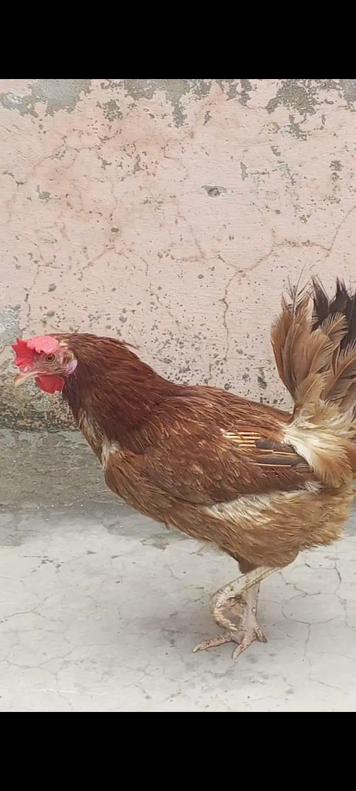 2 murgiya 1 murga desi — photo 2