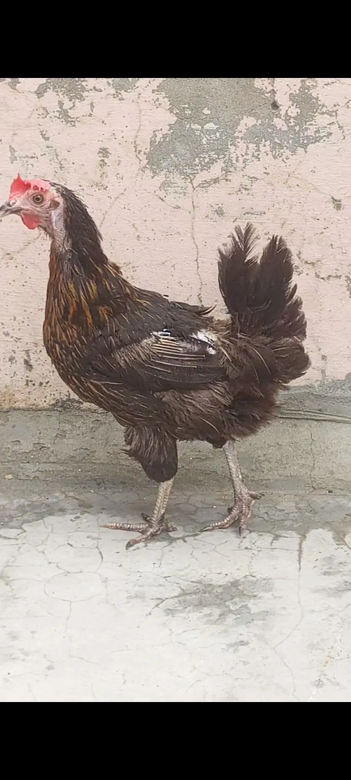 2 murgiya 1 murga desi — photo 3