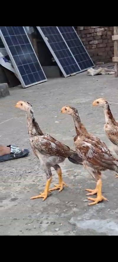 king size/shamo /high quality/white shamo/pure aseel shamo chicks