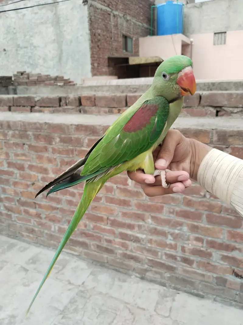 Raw parrot