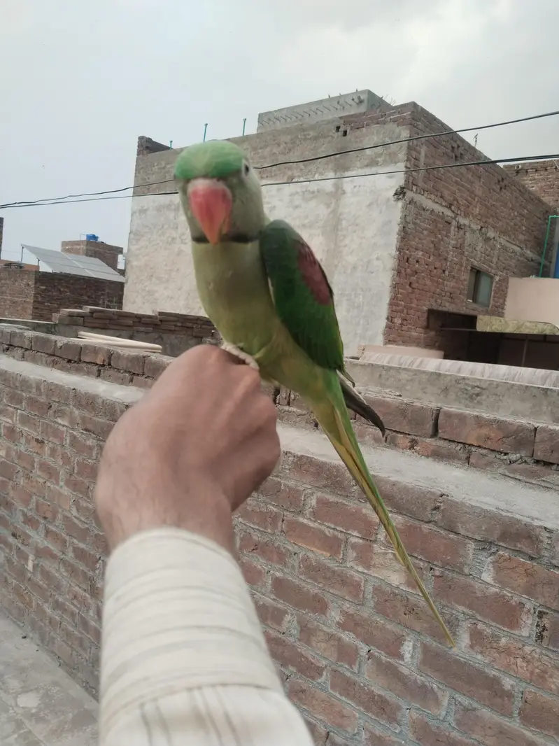 Raw parrot — photo 2