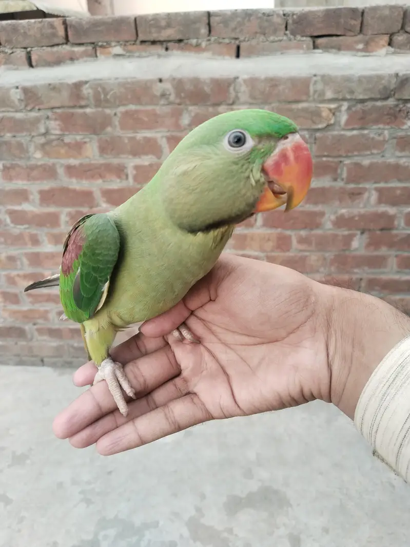 Raw parrot — photo 3