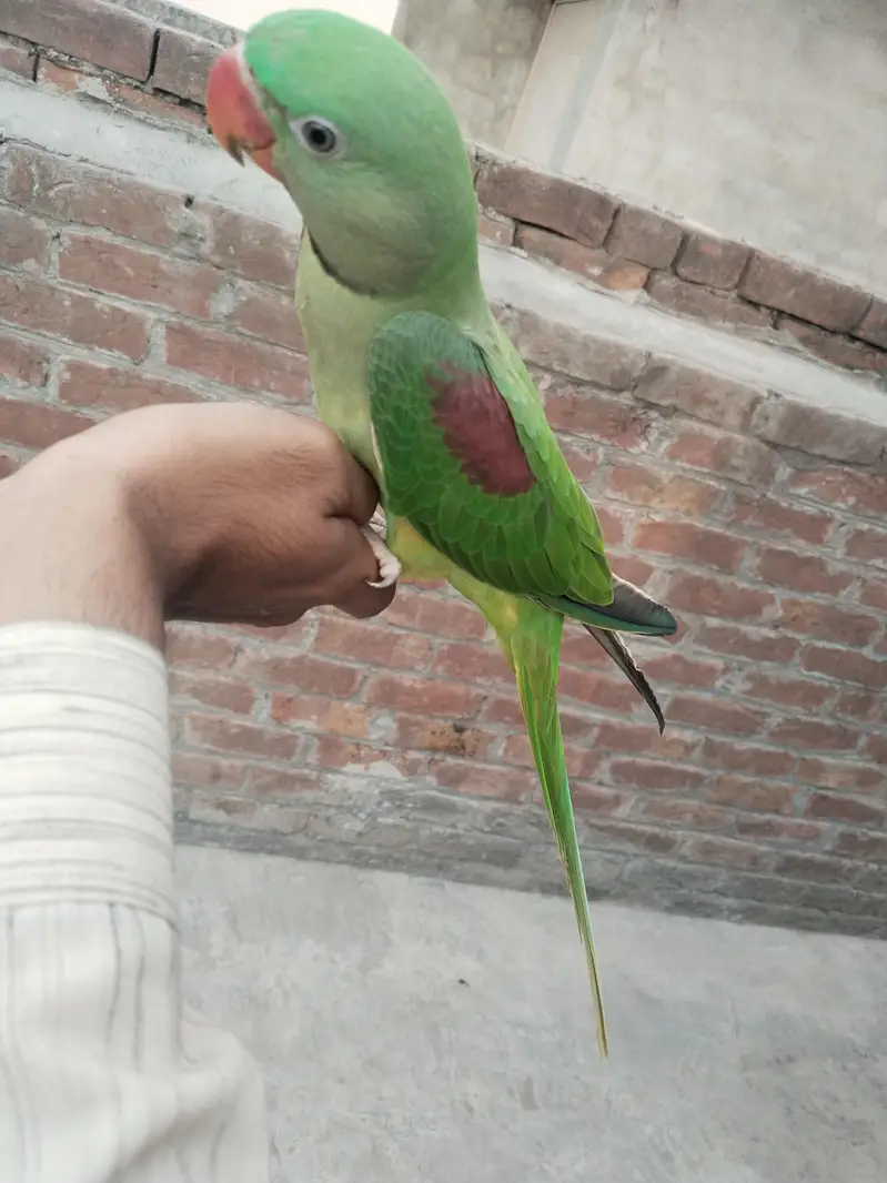 Raw parrot — photo 4