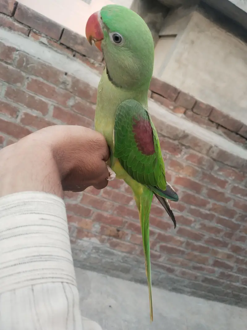 Raw parrot — photo 5