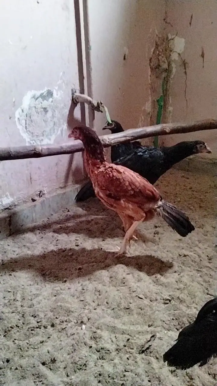 Aseel made exchange or sale 03015622374 — photo 2