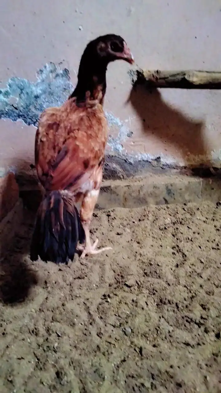 Aseel made exchange or sale 03015622374 — photo 3