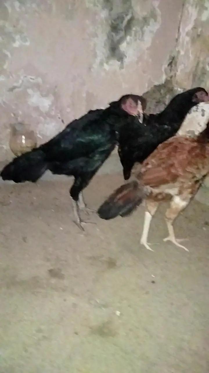 Aseel made exchange or sale 03015622374 — photo 4
