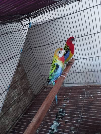 rosella parrot pair for sale