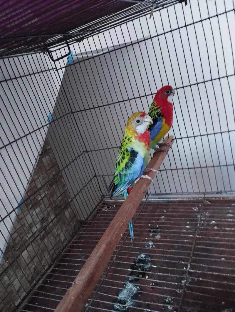 rosella parrot pair for sale