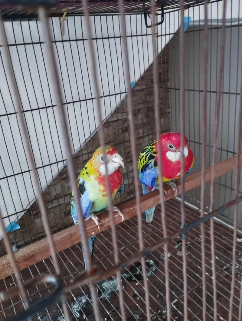 rosella parrot pair for sale — photo 2