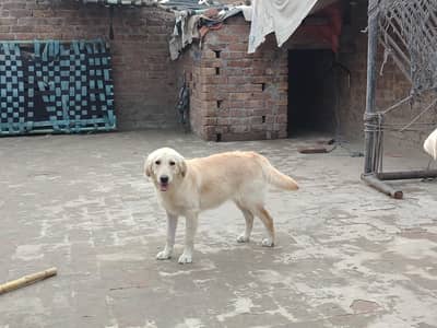 golden retriever female puppy
