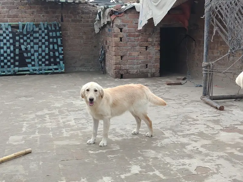 golden retriever female puppy