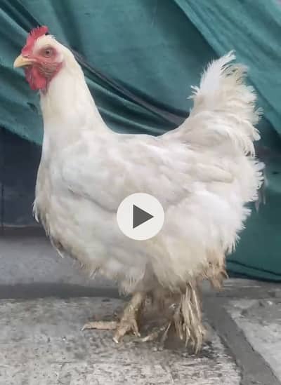 White buff hen