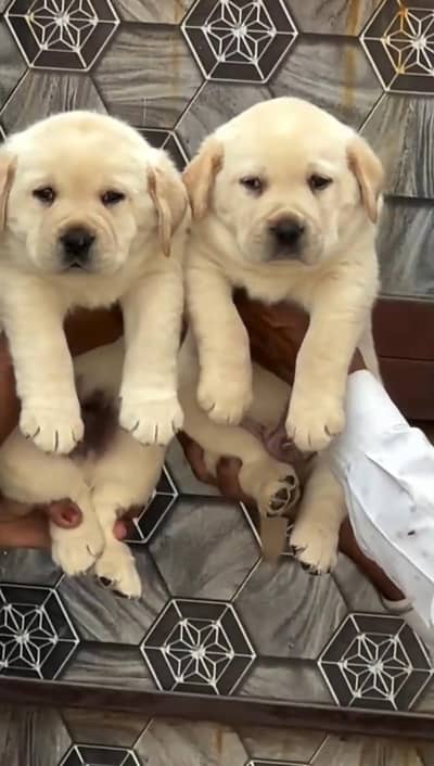 labrador puppy for sale
