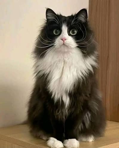 Cats | Persian | kittens |  Blue Eyes | O348O163O63 щatsap^⁠_⁠^^⁠_⁠^