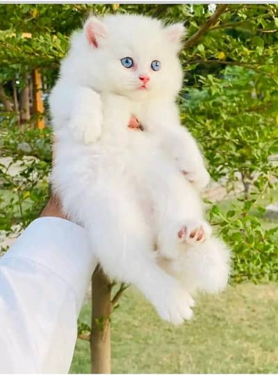 Cats | Persian | kittens |  Blue Eyes | O348O163O63 щatsap^⁠_⁠^^⁠_⁠^