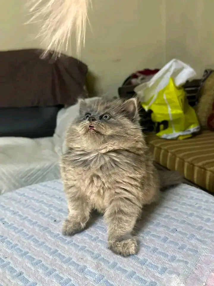 Cats | Persian | kittens |  Blue Eyes | O348O163O63 щatsap^⁠_⁠^^⁠_⁠^ — photo 5