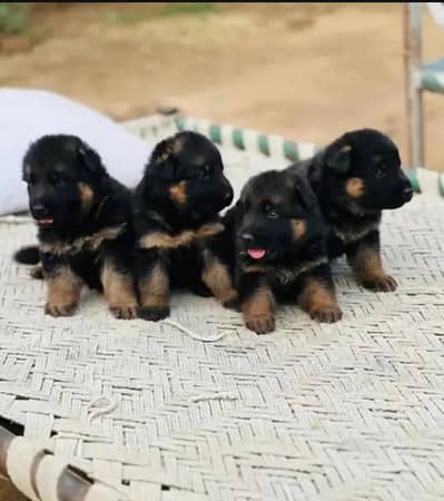 germen shepherd puppies long coat
