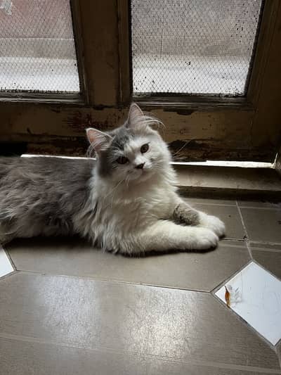 Persian cat fluffy with very rare combination