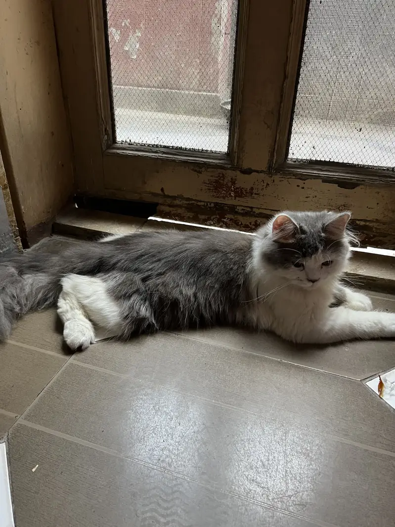 Persian cat fluffy with very rare combination — photo 2