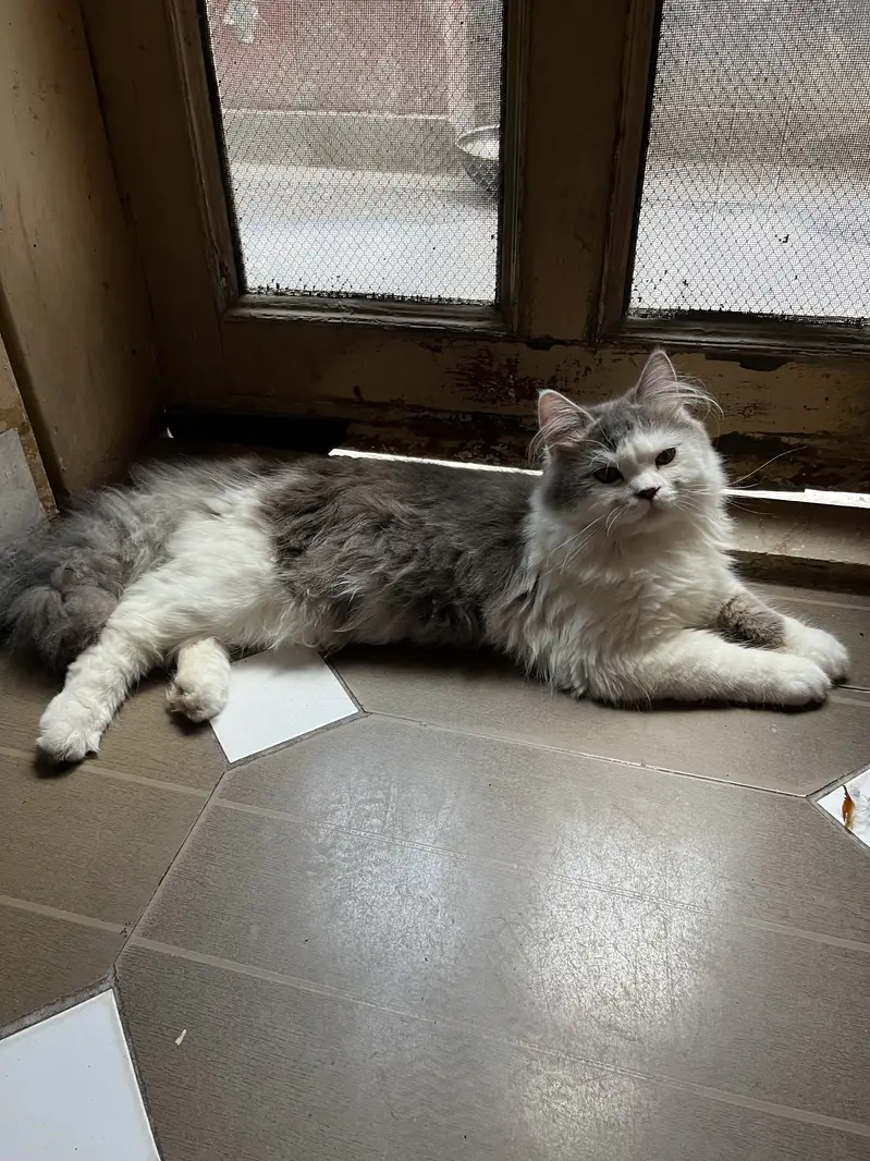 Persian cat fluffy with very rare combination — photo 3