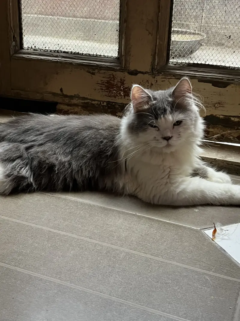 Persian cat fluffy with very rare combination — photo 4