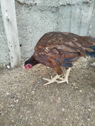 aseel hen