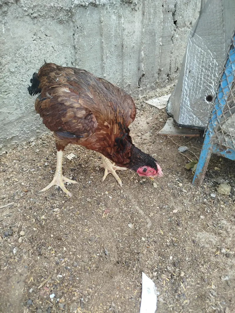 aseel hen — photo 2