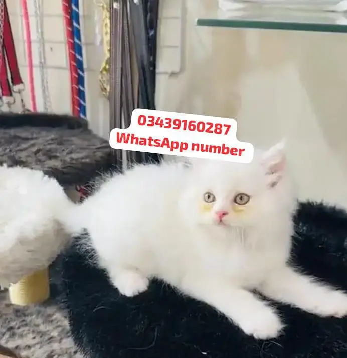 ( Persian Female Kitten ) For sale Contact WhatsApp — photo 2