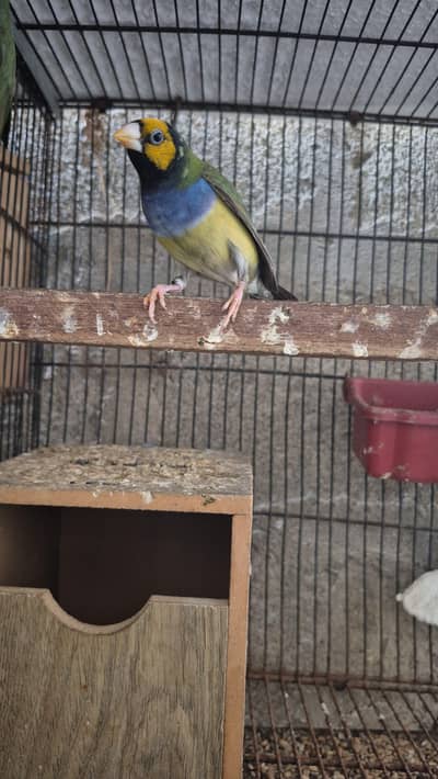 Gouldian finches star finches